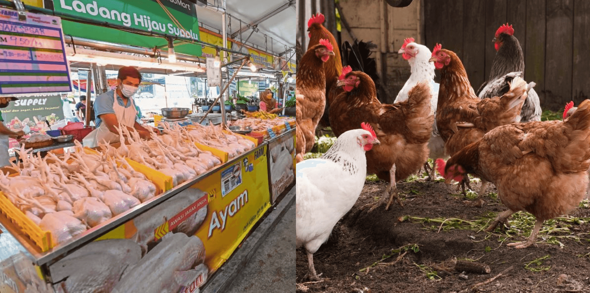 We're Short On Chicken! Malaysia Will Stop All Exports Starting June